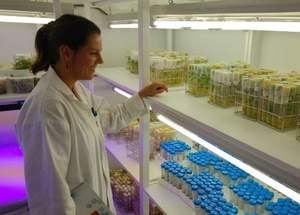 Collection de clones de maniocs assainis maintenus in vitro au Cirad Réunion